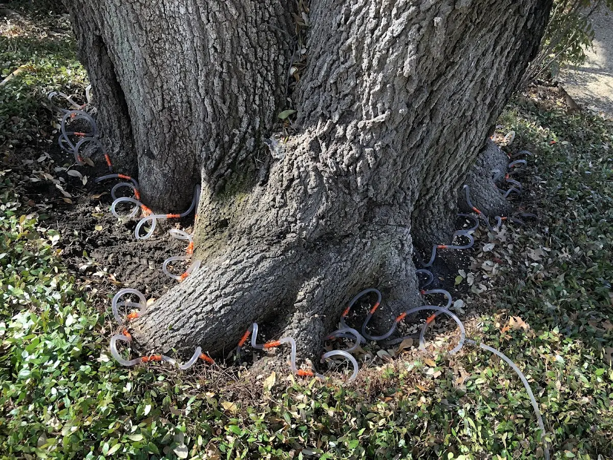 Detailed Tree Cabling and Bracing job site in Beaver Island
