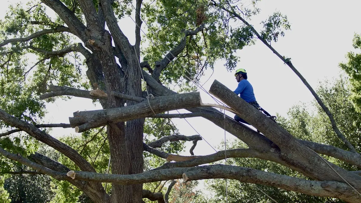 Professional Hazardous Tree Removal performed by certified arborists in Beaver Island