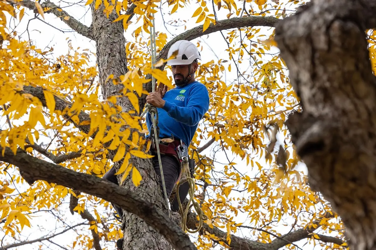 Skilled Tree Planing crew working in Beaver Island