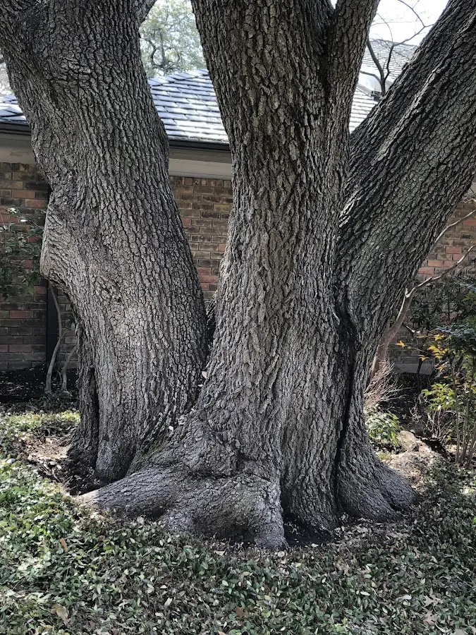 Mature heritage tree close to a Beaver Island property cared for by certified arborists